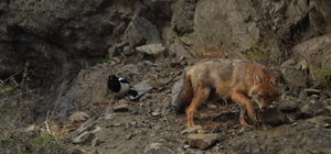 Erzurum'da yaralı bulunan çakal tedavinin ardından doğaya bırakıldı