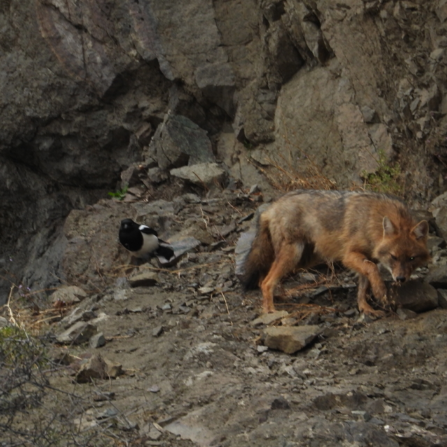 Erzurum'da yaralı bulunan çakal tedavinin ardından doğaya bırakıldı