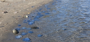 Foça'da denizanası istilası kasım ayında da devam ediyor