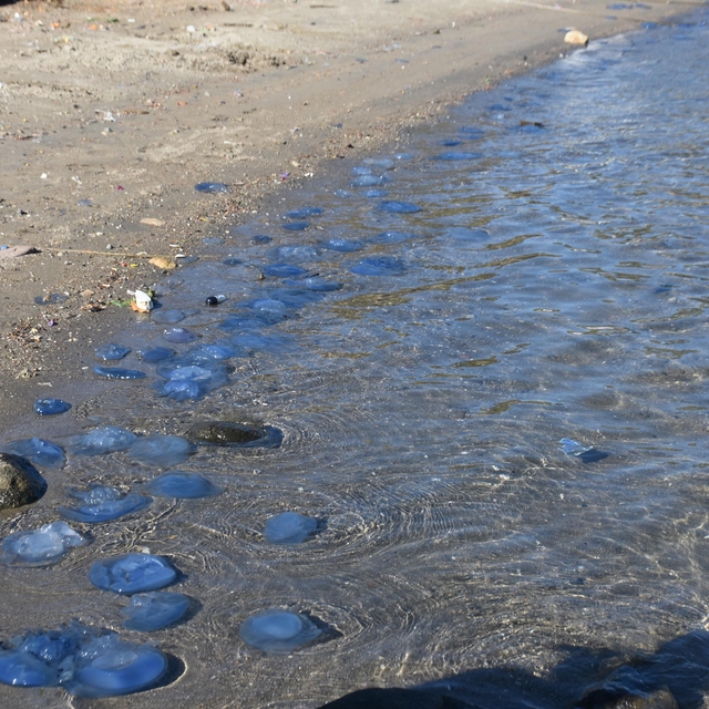 Foça'da denizanası istilası kasım ayında da devam ediyor