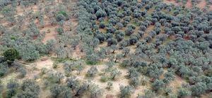 Ulusal Zeytin ve Zeytinyağı Konseyi Başkanı Tan'dan spekülatif fiyat uyarısı: