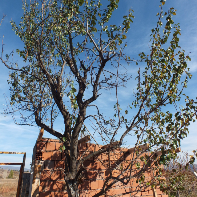 Tokat'ta sonbaharda erik ağacı çiçek açtı