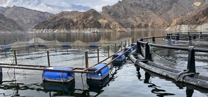 Erzurum'daki tesiste devlet desteğiyle üretilen 360 ton balığın çoğu ihraç ediliyor