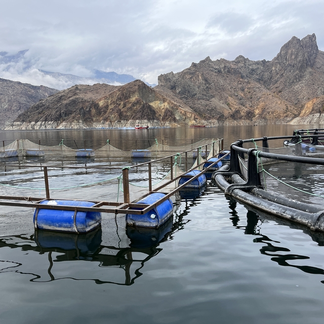 Erzurum'daki tesiste devlet desteğiyle üretilen 360 ton balığın çoğu ihraç...