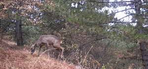 Çankırı'da yağmur altında ormanda yiyecek arayan kızıl geyikler fotokapanla...
