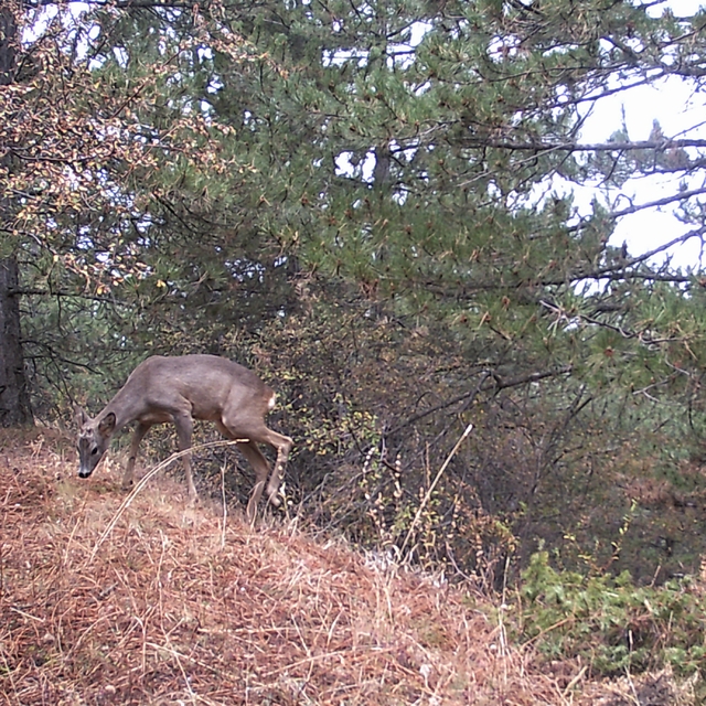 Çankırı'da yağmur altında ormanda yiyecek arayan kızıl geyikler fotokapanla...