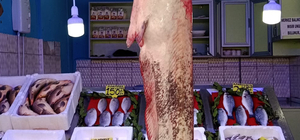 Samsun'da 33 kilogramlık yayın balığı yakalandı