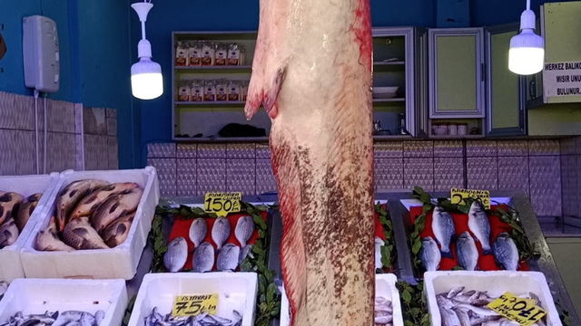 Samsun'da 33 kilogramlık yayın balığı yakalandı