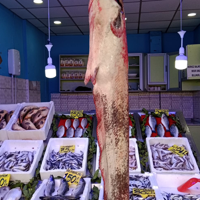 Samsun'da 33 kilogramlık yayın balığı yakalandı