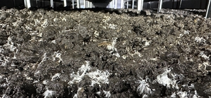 İstanbul'dan memleketine dönen bilişimci mantar üreticisi oldu