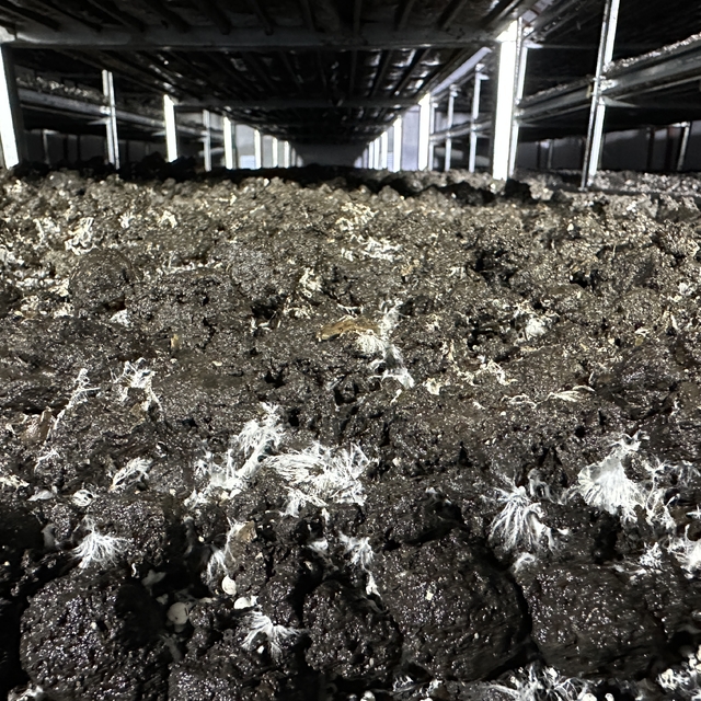 İstanbul'dan memleketine dönen bilişimci mantar üreticisi oldu