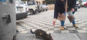 Nallıhan'da sahipsiz kediler beslendi