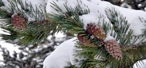 Beyaz örtüyle kaplanan Kars'ın ilçeleri dron ile görüntülendi