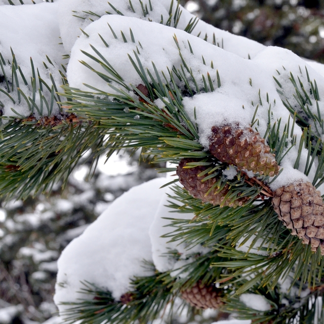 Beyaz örtüyle kaplanan Kars'ın ilçeleri dron ile görüntülendi