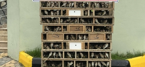 Hatay'da bir otomobilde 4 bin saka kuşu ele geçirildi