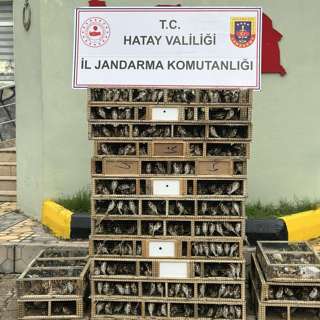 Hatay'da bir otomobilde 4 bin saka kuşu ele geçirildi