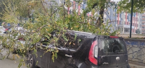 Batman'da fırtına; ağaç dalları koptu, elektrik telleri zarar gördü