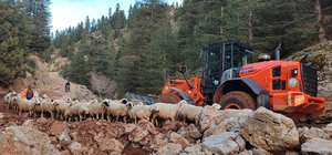 Yaylada mahsur kalan 11 çoban ve küçükbaş sürüsü kurtarıldı