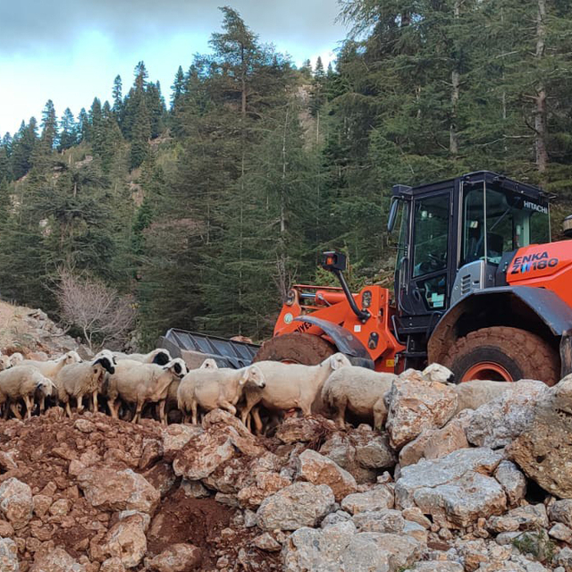 Yaylada mahsur kalan 11 çoban ve küçükbaş sürüsü kurtarıldı