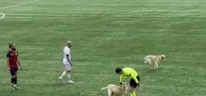 Ardahan'da sahaya köpekler girince hakem maçı durdurdu