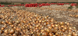 Kırşehir'de soğan ekim alanlarının artması planlanıyor