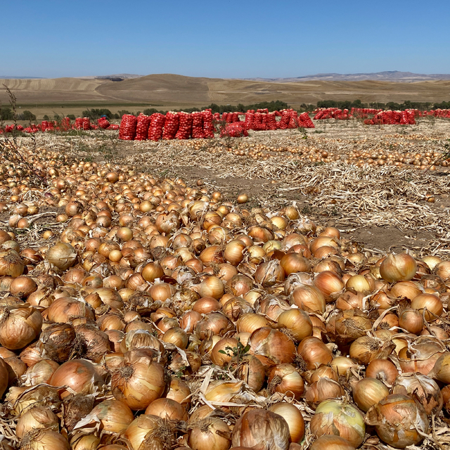 Kırşehir'de soğan ekim alanlarının artması planlanıyor