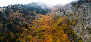 Amanoslar'daki Çardak Yaylası sonbahar renklerine büründü 