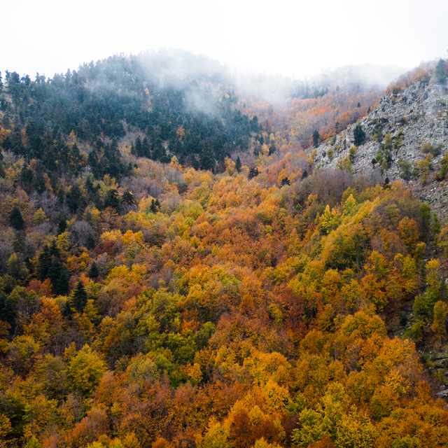 Amanoslar'daki Çardak Yaylası sonbahar renklerine büründü