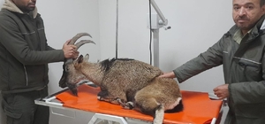 Adıyaman'da yaralı bulunan dağ keçisi tedavi altına alındı