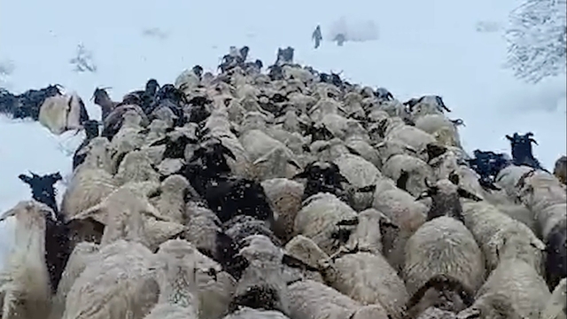 Çoban ve koyunları karda mahsur kaldı; yardıma sürü sahibi yetişti