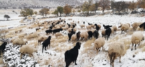 Kayseri'de yaylacılar kar yağışı nedeniyle erken dönüş yaptı 