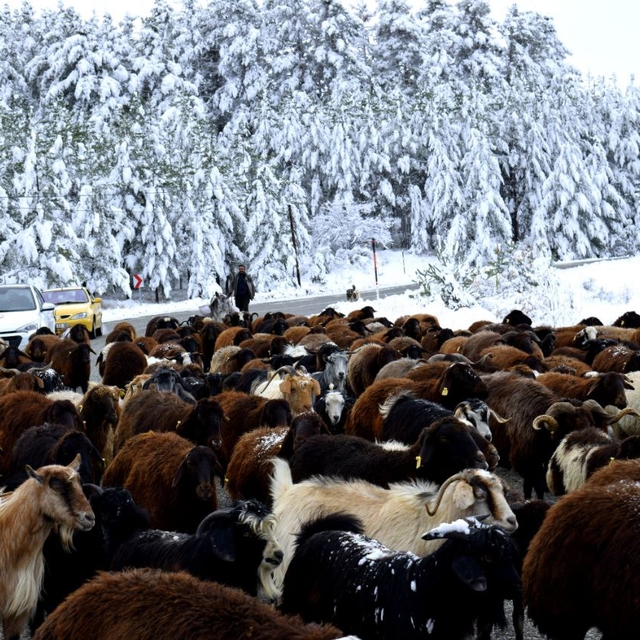 Erzurum'da göçerler sürülerini kar ve tipi nedeniyle yaylalardan indirmeye...