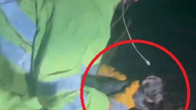 Sulama kanalına düşen köpek ile 4 yavrusu kurtarıldı