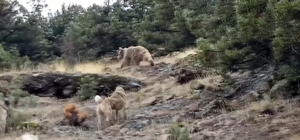 Hayvanlarını otlatırken ayılarla karşılaştı