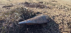 'Müsilaj savaşçısı' pinalar, fırtına sonrası kıyıya vurdu; uzmanından uyarı...