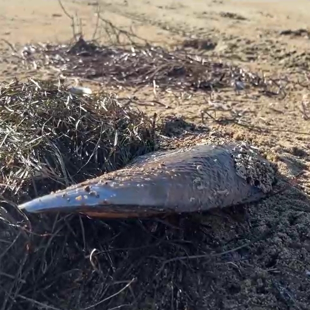 'Müsilaj savaşçısı' pinalar, fırtına sonrası kıyıya vurdu; uzmanından uyarı...