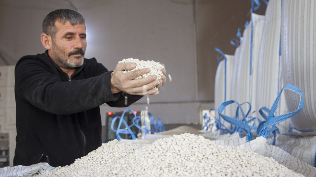 Bitlis'te 20 bin ton kuru fasulye hasadı yapıldı