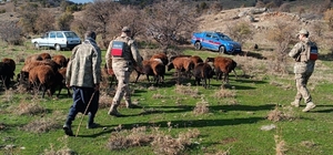 Elazığ'da kaybolan 40 koyun dron görüntüleriyle bulundu