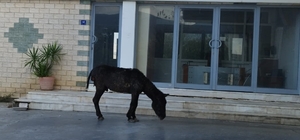 Bozdoğan'da sahipsiz yaralı eşek koruma altına alındı