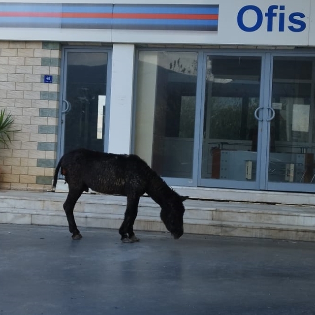 Bozdoğan'da sahipsiz yaralı eşek koruma altına alındı