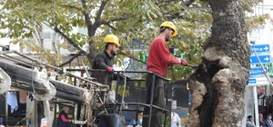 Erdek'teki anıt ağaçlar bakıma alındı