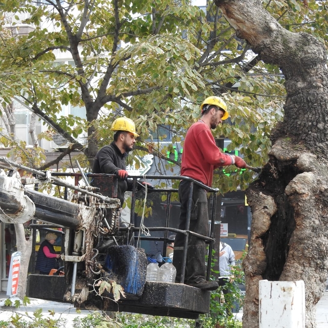 Erdek'teki anıt ağaçlar bakıma alındı
