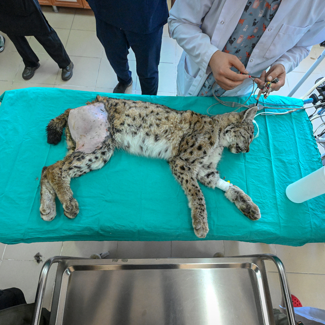 Van'da nesli tükenme tehlikesi altındaki yaralı vaşak için ekipler seferber...