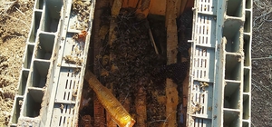 Kış uykusuna yatmayan ayılar, kovanlara dadandı