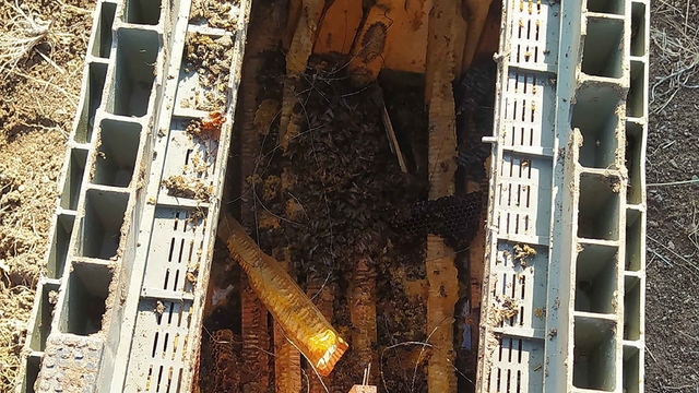 Kış uykusuna yatmayan ayılar, kovanlara dadandı