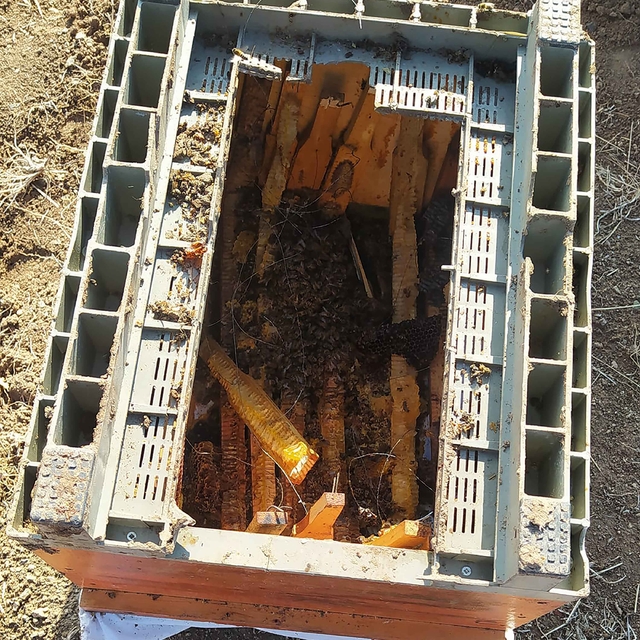 Kış uykusuna yatmayan ayılar, kovanlara dadandı