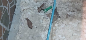 Pozantı'da hırsızlık şüphelisi yakalandı