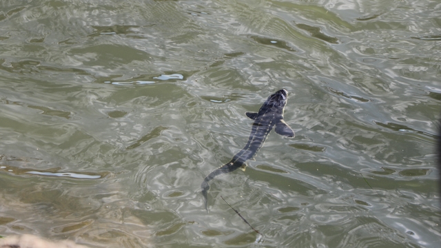Çipli mersin balıkları, Yeşilırmak'a bırakıldı