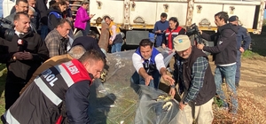 Nesli tehlikede altında olan mersin balığı yavruları Yeşilırmak'a salındı