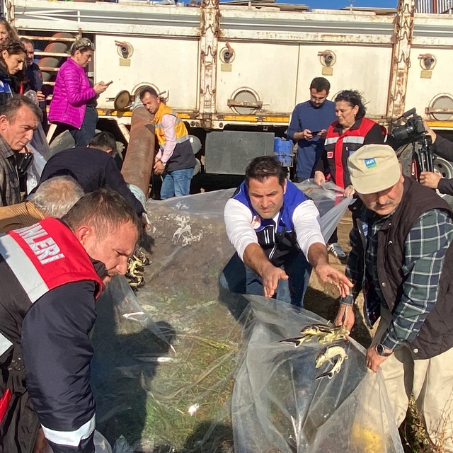 Nesli tehlikede altında olan mersin balığı yavruları Yeşilırmak'a salındı